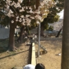 桜が咲き始める