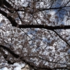 三分咲きの桜